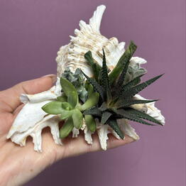 FloWers24