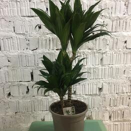 Комнатные пальмы, купить в Москве по цене 700 руб домашнюю пальму ...