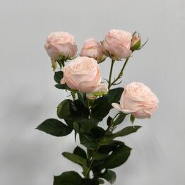 Flowers Fantasia