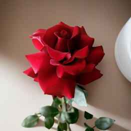 Pion