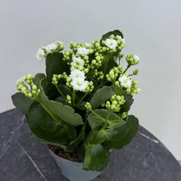 Edelda Flowers