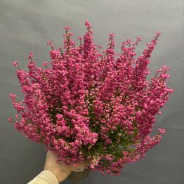 ML_flowers