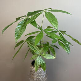 Fan Fan Tyulpan
