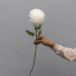 Florever
