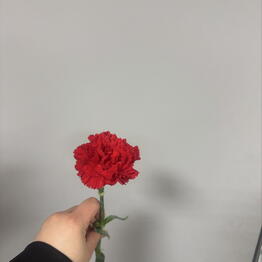 Гвоздика красная