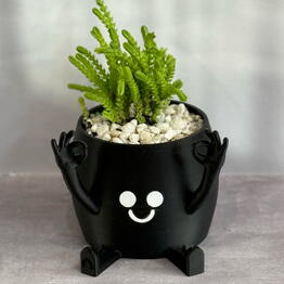Крассула
