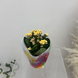 Amsterdam flowers Astana