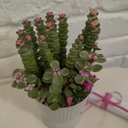 Especial flowers