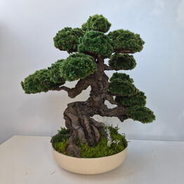 Flora Perm