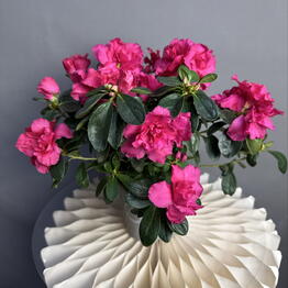 MisunFlora