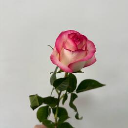 La Rose 