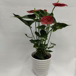 Romashka flowers 24 time