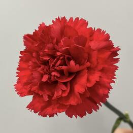 Boom Bouquet