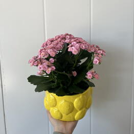 Каланхоэ в лимонном кашпо