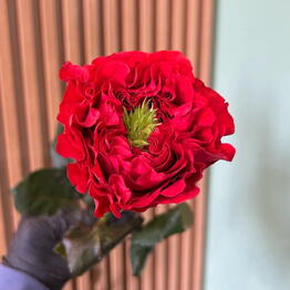 Marolli flowers