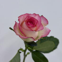 Edelda Flowers