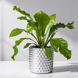 Ready Plants