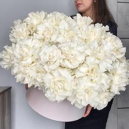 101 french roses in boxes
