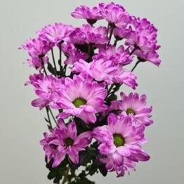 CVETY I TY - Tvorcheskaya masterskaya