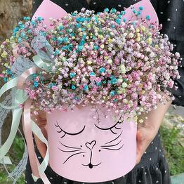 Gypsophila Cat M