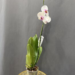 Bloomera flow