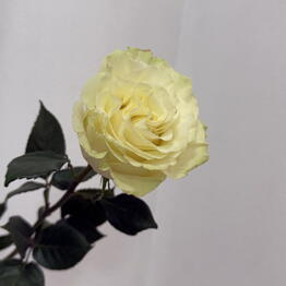 MOOD FLOWERS