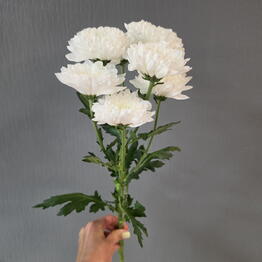 Duty Free Flowers na Mayakovskogo