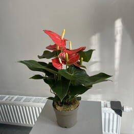 Raushan flowers