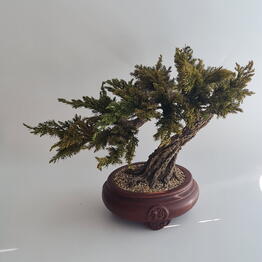 Nature Moss