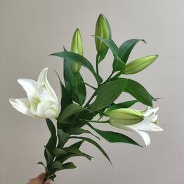 МоноБукет