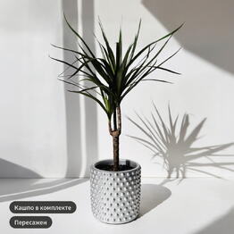 Ready Plants