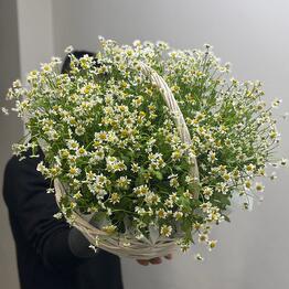 Lovely flowers