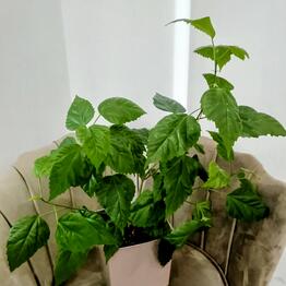 Dekor Flora