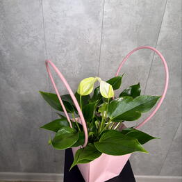 Tropi Decor студия озеленения