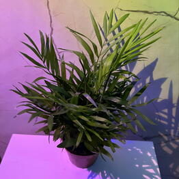 Black plants