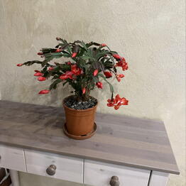 Cvety v kazhdiy dom ot Oleander_flowers