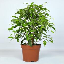 FloraManiya