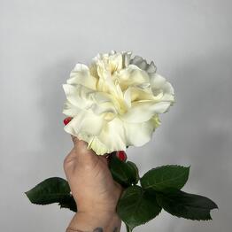 White French Mondial rose