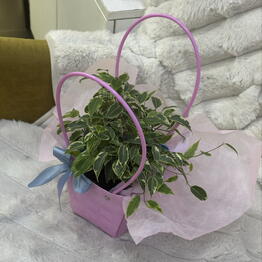 Oze flowers 