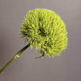 Malva