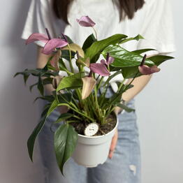 Mi Flor