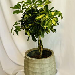 EDEM botanical studio