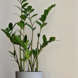 Planta de interior zamiokulkas