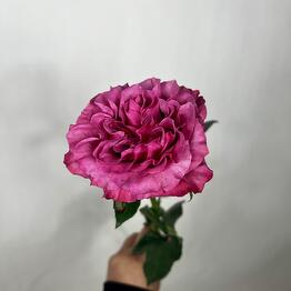 A cool lilac peony-shaped rose of the Country Blues variety
