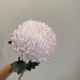 Букетная FanFan