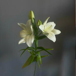 Cute Flowers