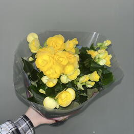 Бегония клубневая желтая