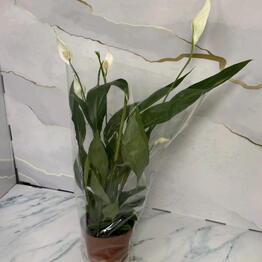 KiFlowers