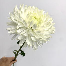OK Flowers