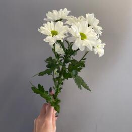 Радуга 